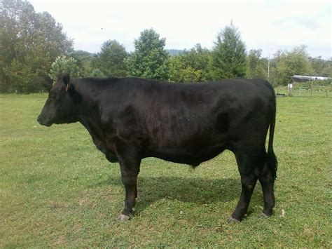 Our Tiny Farm NC in Western NC: Our Locally-Grown, Grass Fed Black ...