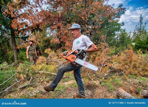 伐木工人用链锯在森林里工作 编辑类图片. 图片 包括有 有效地, 男性, 砍木柴者, 工作, 樵夫, 本质 - 157117385