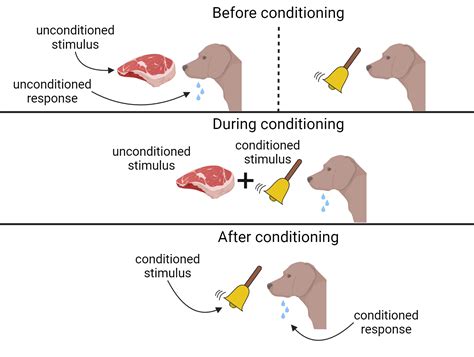 18.3: Implicit Memories- Associative vs. Nonassociative Learning ...