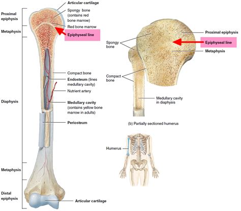 Growth Plate Fracture - Causes, Types, Symptoms,Treatment