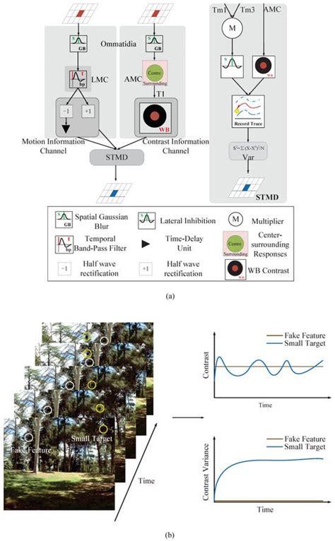 A Bio-Inspired Visual Network That Fuses Motion and Contrast Features ...