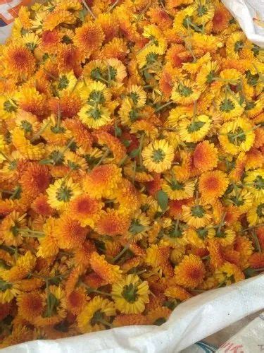 Flower Seedlings - Hybrid Marigold Seedlings Trader - Retailer from ...