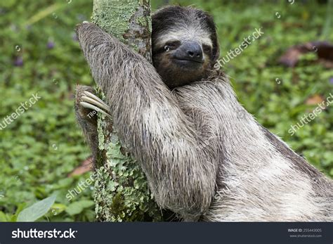 Three-Toed Sloth In Costa Rica Stock Photo 255443005 : Shutterstock