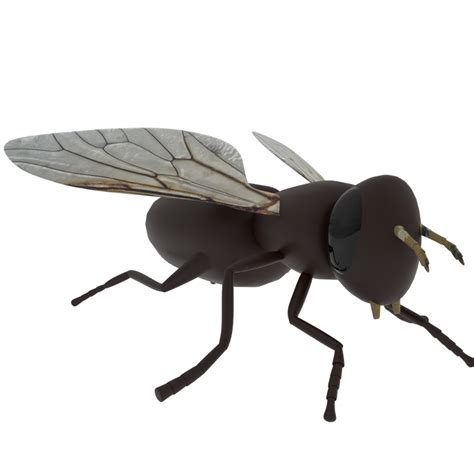 Fly Transparent Background 的图像结果
