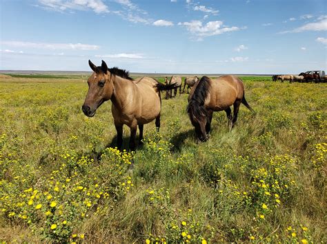 International Society for the Protection of Mustangs and Burros – We ...