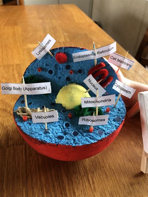 Cell model project – Artofit