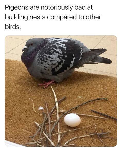 How Things Work | They’re trying their best 🥹 Humans domesticated pigeons thousands of years ago ...