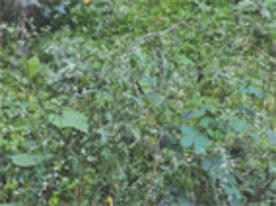 Parthenium is back to haunt the city after a decade