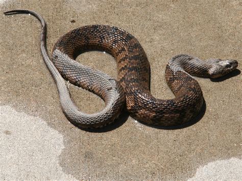 Nerodia rhombifer : Diamondback Watersnake | Flickr - Photo Sharing!
