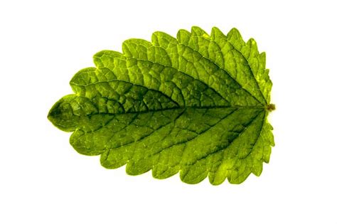 De Mentholised Oil | DMO Oil