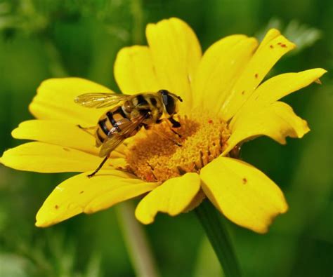 Cheerios Giving Away Free Wildflower Seeds to 'Bring Back the Bees ...