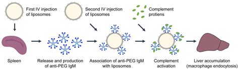 Immunological and Toxicological Considerations for the Design of Liposomes