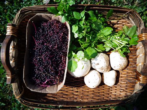Aboriginal Seafood Harvesting: Traditional Coastal Foraging Methods