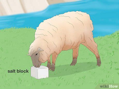 Sheep Care 的图像结果