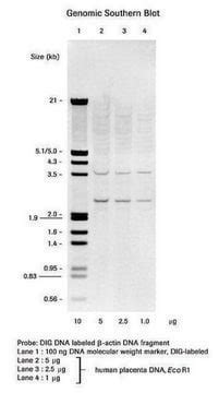 DIG RNA Labeling Kit (SP6/T7)