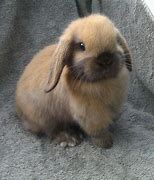 Image result for Cute Baby Mini Lop Bunnies