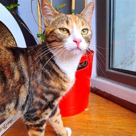 Are Calico Cats Mostly Male at Deborah Frias blog