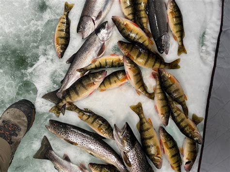 ICE FISH COLORADO (2026) All You Need to Know BEFORE You Go (with ...