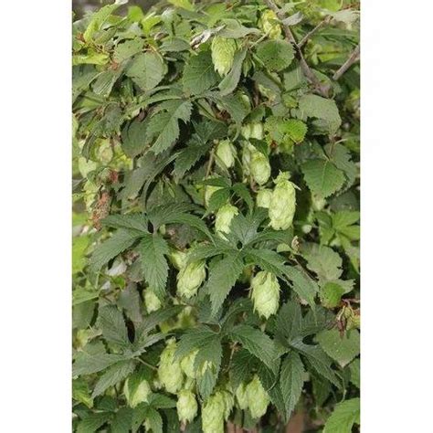 Organic Herbal Extracts - Sweet Potato Powder Manufacturer from Delhi