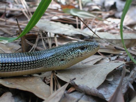 Eastern Glass Lizard