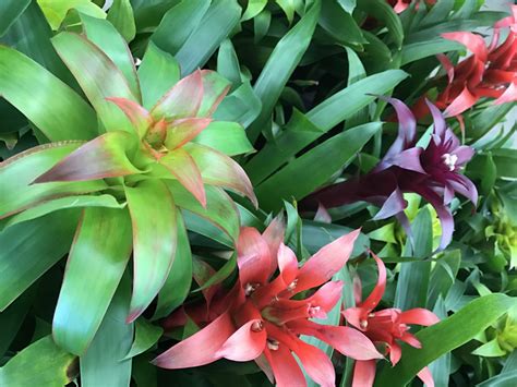 Are Bromeliads Poisonous to Pets? | UnAssaggio