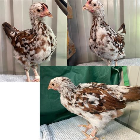 My 6-7week Speckled Sussex chicks. Does it look like white band is a ...