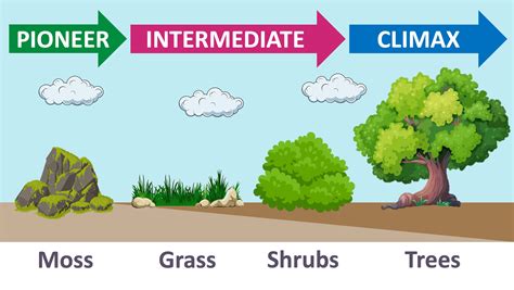 Image result for Primary Succession Examples