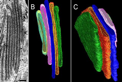 Electron Microscopy Cell 的图像结果