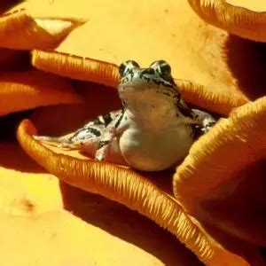 Image result for Cheapickle Frog