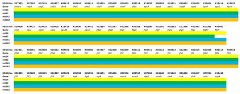 Genomic Characterization of Four Novel Probiotic Strains with Enzymatic ...