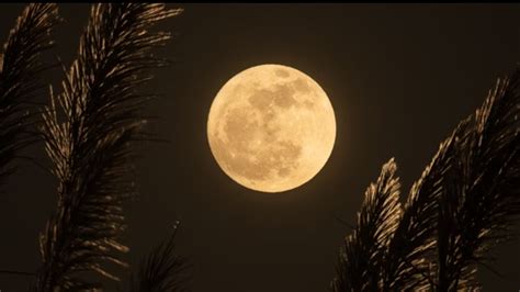 Buck Moon 2025: July's Lowest Full Moon To Appear Magnified, More ...