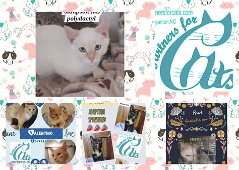 Partners For Cats Adoption Event, Tractor Supply Co. (111 Independence ...