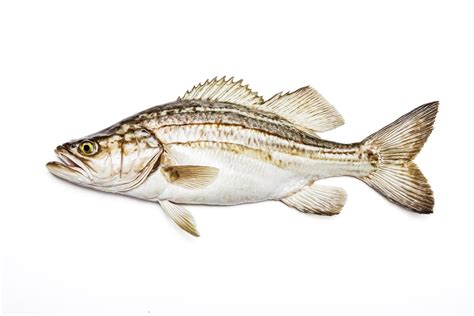Fresh White Sea Bass Isolated on White Background 48166812 Stock Photo ...