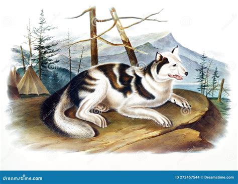 Hare-Indian Dog Illustration Stock Illustration - Illustration of ...