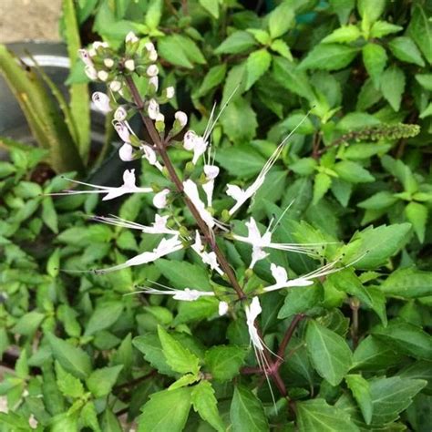 Image result for Bunga API Kucing