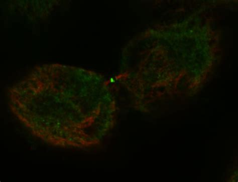 hIST1 antibody (51002-1-AP) | Proteintech