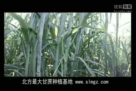 北方甘蔗种植技术，北方甘蔗高产栽培视频