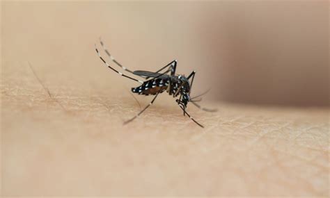哪3类人最吸引蚊子 被蚊子叮咬后怎么止痒防感染 _八宝网