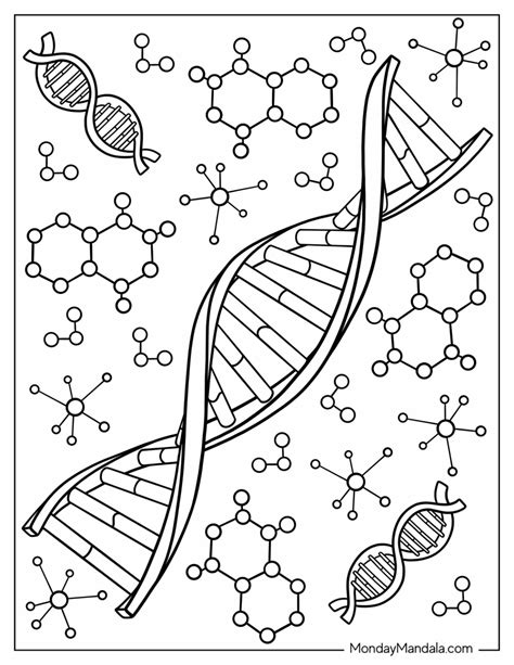 DNA Model Worksheet 的图像结果