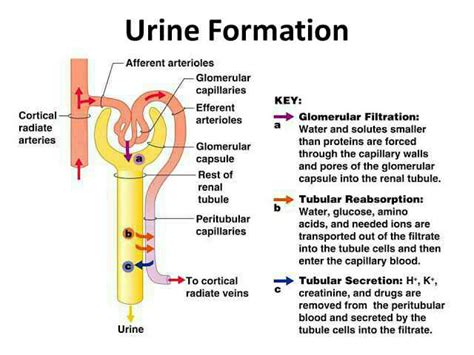 In the kidney, the formation of urine involve the following process ...