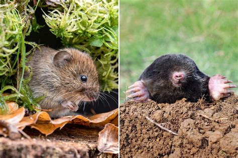 Vole vs. Mole: What's the Difference? | The Family Handyman
