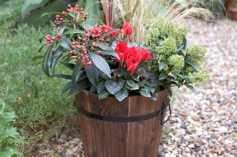 Best Outdoor Plants For Pots All Year Round - Outdoor Lighting Ideas
