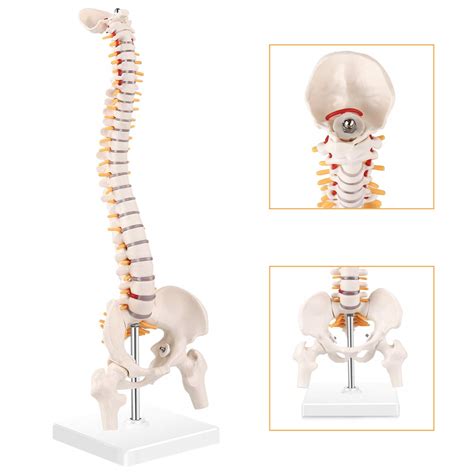 Buy RONTEN Mini Spine Model, 15.5" Mini Vertebral Column Model Details ...