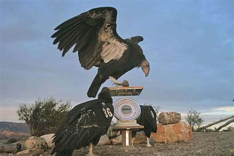 Andean Condor Size Comparison