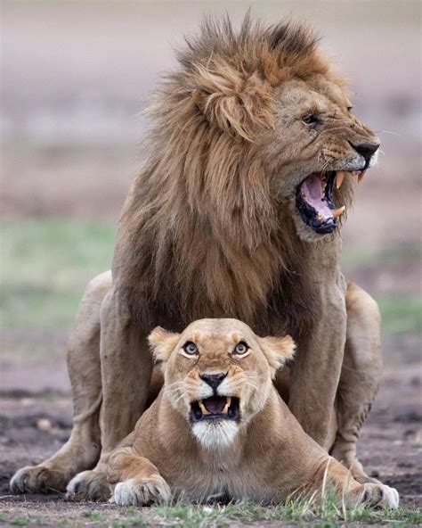 Funny Wildlife | Animals beautiful, Lion images, Animals mating - In Love Funny