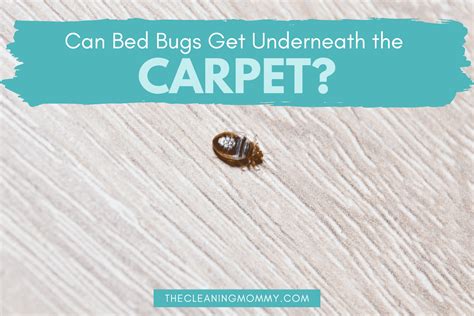 How To Get Bed Bugs Out Of Carpet for Good! - The Cleaning Mommy