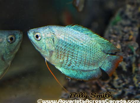 Bildergebnis für powder blue gourami