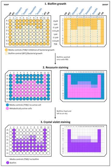 Optimization of a High-Throughput 384-Well Plate-Based Screening ...