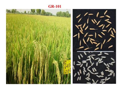 GR-101 | Anand Agricultural University, Anand