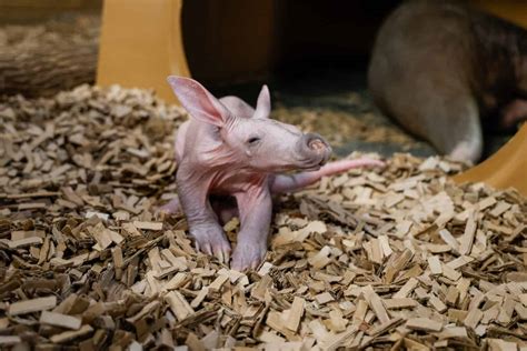 How Fast Are Elephants? Can They Run? - A-Z Animals